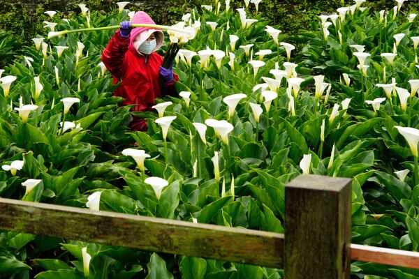 Фермер собирает цветы арумовой лилии на своей ферме в национальном парке Янминшань, в Тайбэе, Тайвань. - Sputnik Молдова
