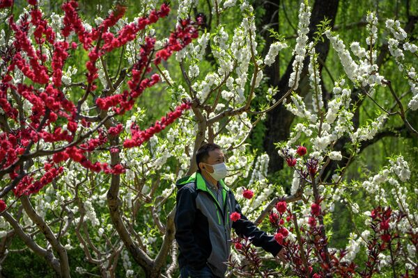 Мужчина в маске проходит мимо цветущих деревьев в общественном парке Пекина. - Sputnik Молдова