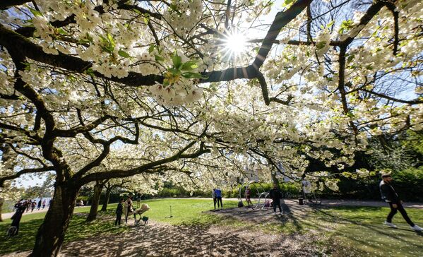 Солнечный день во время цветения сакуры в парке в Гамбурге, Германия. - Sputnik Молдова