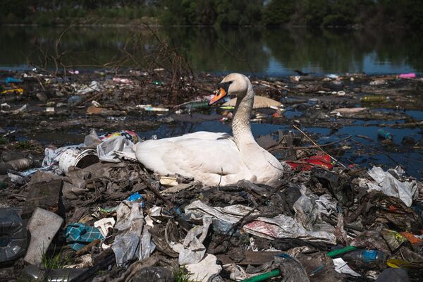 O lebădă își face un cuib din gunoi de plastic aflat lângă un canal de canalizare pe malul Dunării, aproape de centrul orașului Belgrad - Sputnik Moldova