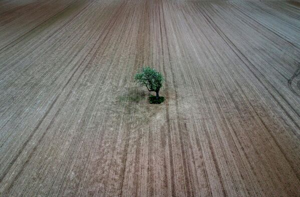 Одинокое дерево на вспаханном поле на окраине Франкфурта, Германия - Sputnik Молдова