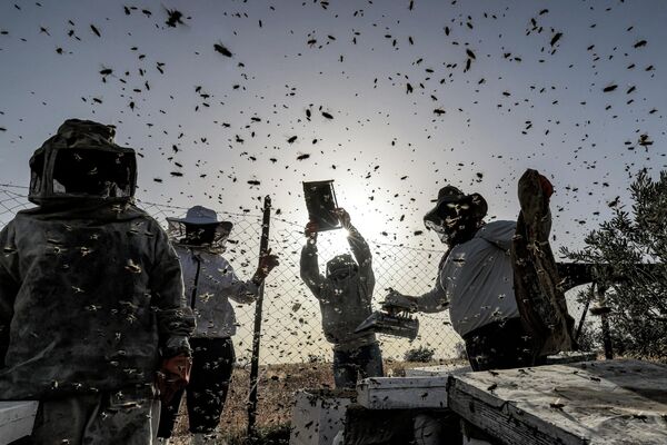 Палестинские пчеловоды собирают мед из ульев на пасеке во время ежегодного сезона сбора урожая на юге сектора Газа. - Sputnik Молдова