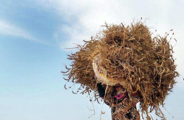 Фермер несет связку пшеницы на ферме в дельте Нила, Египет. - Sputnik Молдова