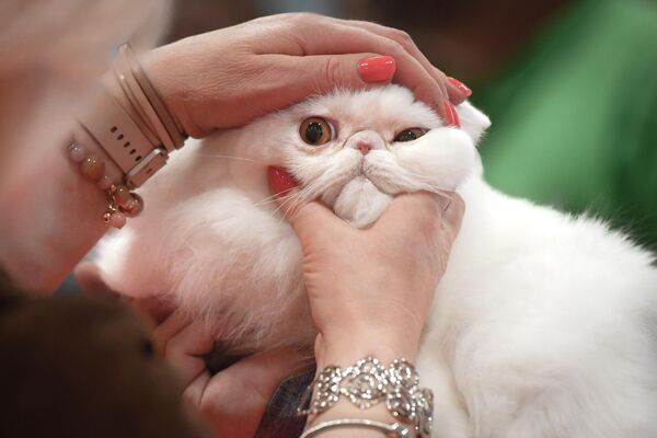 Судья осматривает кошку во время конкурса красоты кошек Sofiscat в Бухаресте, Румыния. - Sputnik Молдова