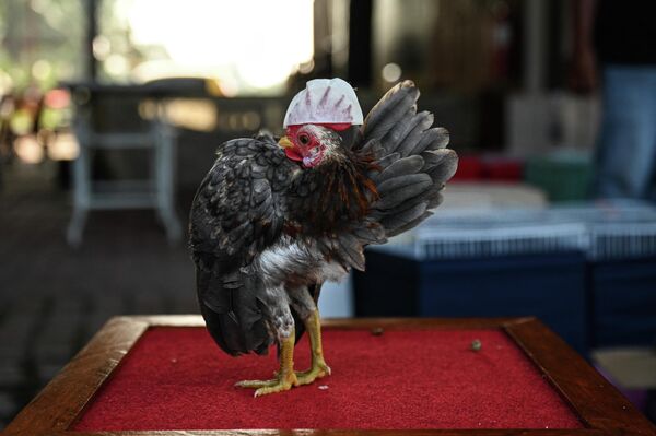 Цыпленок серама перед конкурсом красоты в Кампунг Дженджаром, штат Селангор, Малайзия, 14 мая 2022 года. - Sputnik Молдова