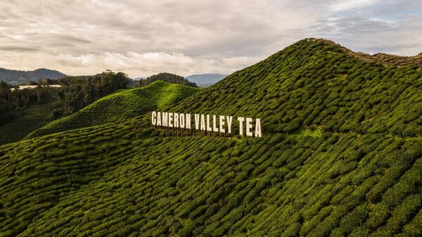 Чайные плантации в Малайзии - Sputnik Молдова