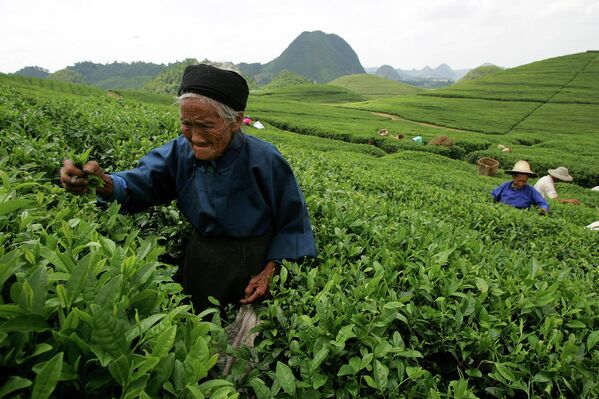 76-летний Хуан Сючжэнь собирает чайные листья на плантации в Аньшуне, южная китайская провинция Гуйчжоу. Жители деревни всех возрастов собирают чайные листья на государственной плантации, зарабатывая один юань (12 центов США) за каждый килограмм листьев. В то время как молодые работники могут набирать до 30 килограммов в день, Хуанг в среднем набирает всего два или три килограмма. - Sputnik Молдова