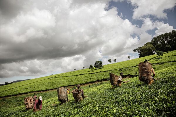 Малавийские сборщики прокладывают себе путь через плантации чайных кустов на фабрике Makandi Tea Estate в Тиоло, Малави. Табак и чай являются одними из основных статей экспорта Малави. - Sputnik Молдова