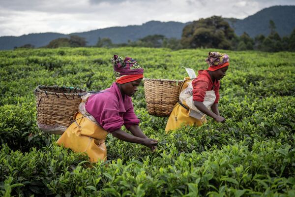 Фермеры собирают чайные листья на чайной плантации в Гисакуре, на юго-западе Руанды. По данным Национального совета по сельскому хозяйству, в 2020 году было экспортировано более 34,4 тонны чая на сумму около 90 миллионов долларов США. - Sputnik Молдова