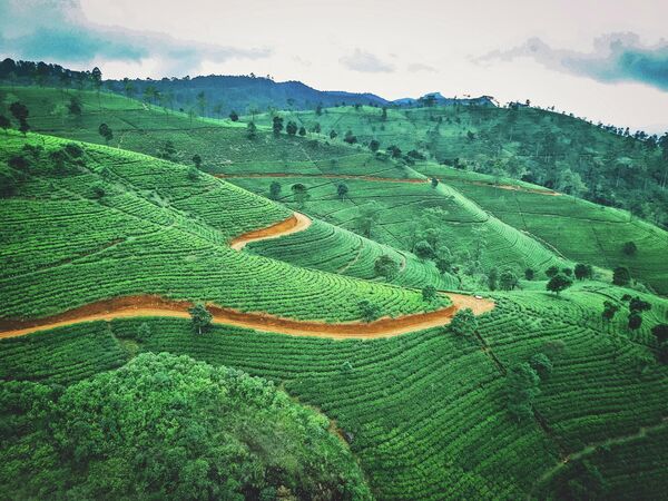 Чайные плантации на Шри-Ланке - Sputnik Молдова