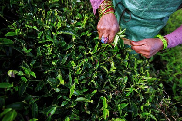 Непальский рабочий собирает чайные листья в чайном саду в Каньяме в районе Илам, примерно в 500 километрах от Катманду, Непал. Илам — это холмистый район чайных плантаций в гималайском регионе восточного Непала. Большинству сборщиков чая здесь платят 186 непальских рупий (2 доллара США) за 8 часов работы каждый день. - Sputnik Молдова