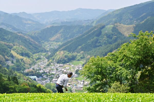 Фермер Йошио Сёдзи проверяет свое японское чайное поле в Фудзиэде, префектура Сидзуока.  - Sputnik Молдова