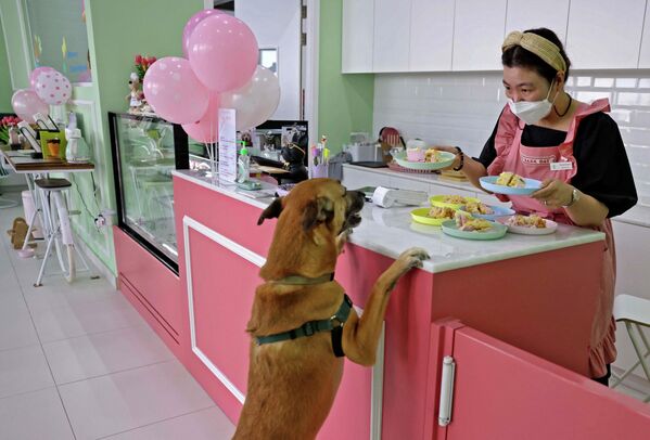Кореянка Хюнсук Ку, владелица Happy Bark Day – первого кафе для собак в Дубае – обслуживает одного из своих клиентов. В заведении подают еду, напитки и пирожные только для собак. - Sputnik Молдова