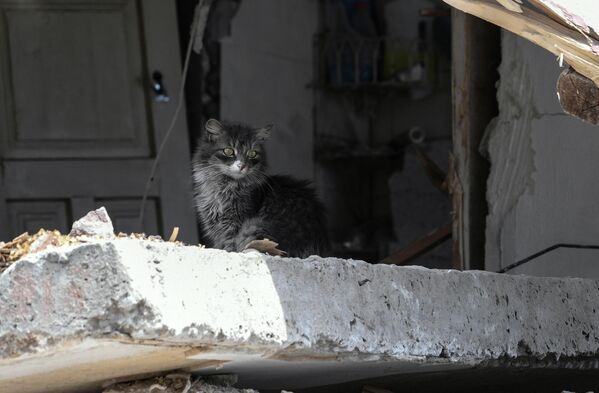 Котенок в разрушенном доме на одной из улиц в Мариуполе - Sputnik Молдова
