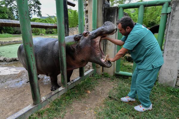 Ветеринар проверяет зубы бегемота в зоопарке Карикуао в Каракасе. - Sputnik Молдова