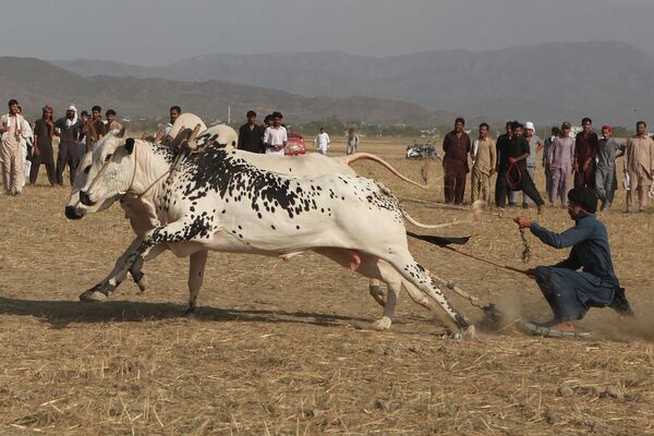 Традиционные гонки на волах в районе города Харипур, Пакистан. - Sputnik Молдова