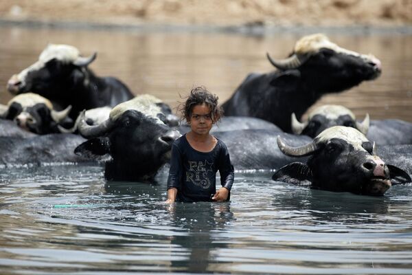 Маленькая иракская пастушка купает буйволов в водах реки Дияла к востоку от Багдада, Ирак. - Sputnik Молдова