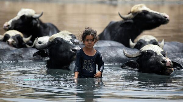 Молодая иракская пастушка купает буйволов в водах реки Дияла к востоку от Багдада, Ирак - Sputnik Moldova-România