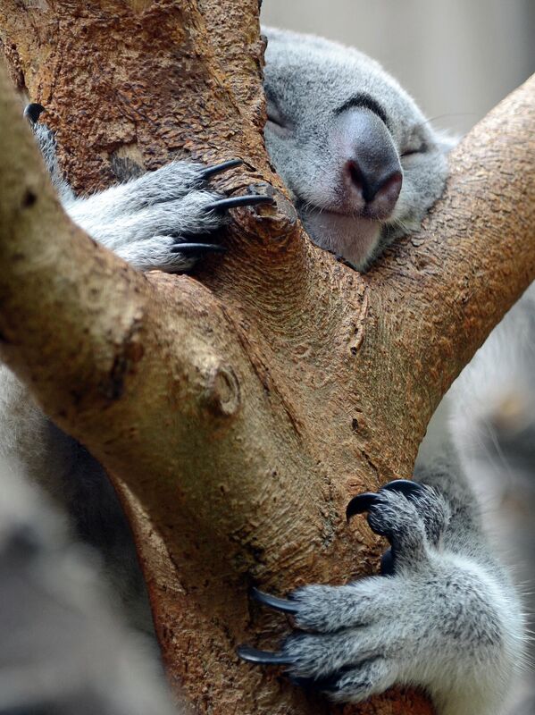 Просто коала. Просто спит. - Sputnik Молдова