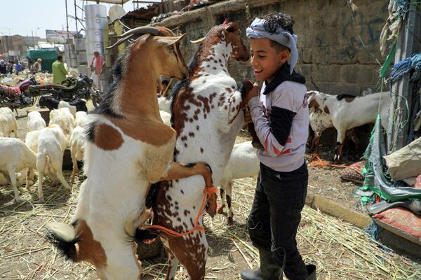 Йеменский мальчик играет с козами на рынке домашнего скота в столице Сане. - Sputnik Молдова