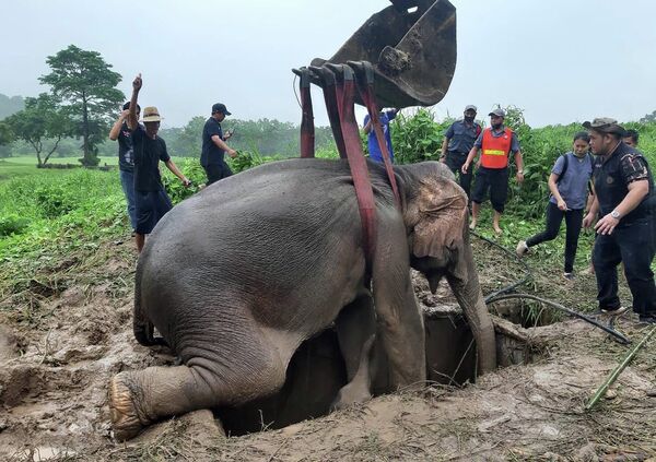 На этой фотографии, сделанной и опубликованной 13 июля 2022 года Департаментом национальных парков, дикой природы и охраны растений Таиланда, видно, как взрослого слона поднимают из ямы во время операции по спасению слоненка в провинции Накхоннайок в центральном Таиланде.  Слоненок был спасен из ямы после того, как его матери ввели успокоительное, чтобы операция по спасению продолжалась. - Sputnik Молдова