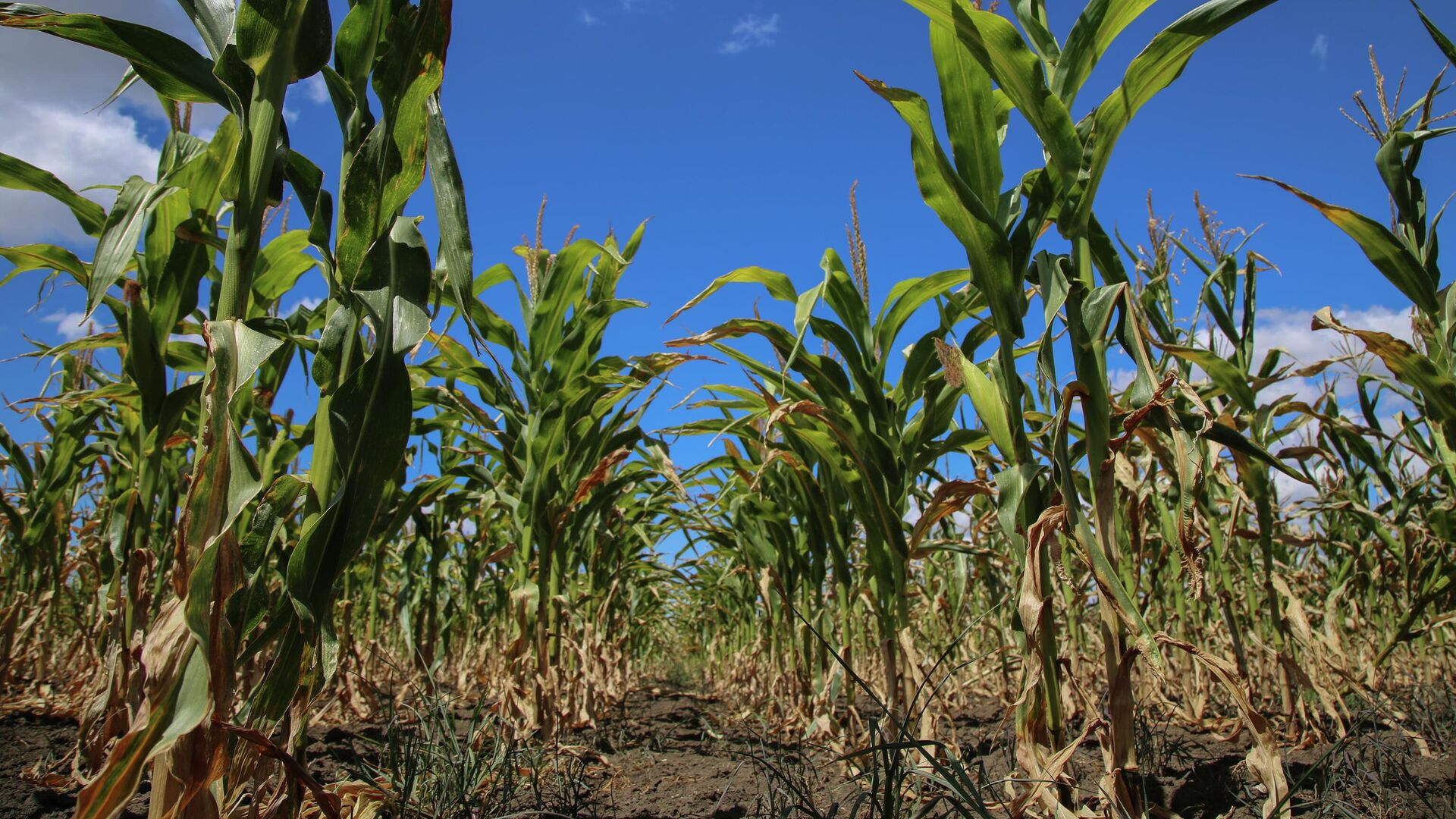 Урожая кукурузы в этом году может не быть – аграрии Молдовы бьют тревогу - Sputnik Молдова, 1920, 18.07.2022