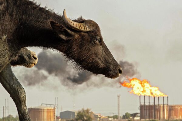 Водяной буйвол напротив нефтяного месторождения Нахр Бин Омар, Ирак. - Sputnik Молдова