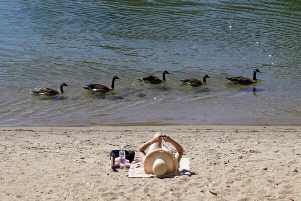 Утки проплывают мимо отдыхающего на пляже в Сакраменто, США. - Sputnik Молдова