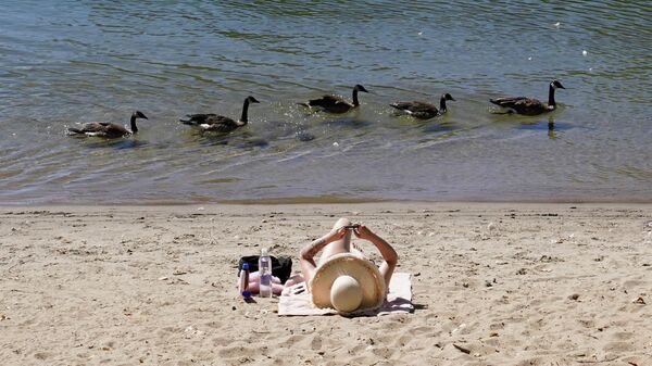 Утки проплывают мимо отдыхающего на пляже в Сакраменто, США - Sputnik Moldova-România