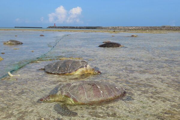 Зеленые морские черепахи, покалеченные рыболовными сетями, на японском острове Кумэдзима. - Sputnik Молдова