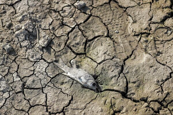 Мертвая рыба в пересохшем оросительном канале, проходящем через пшеничное поле в районе Рания, Курдистан. - Sputnik Молдова