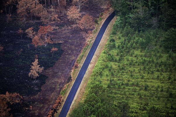 Выгоревший лес после пожаров на юго-западе Франции. - Sputnik Молдова