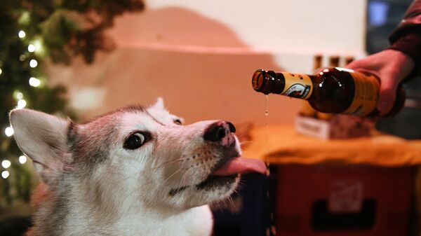 Хозяин угощает своего питомца лакомством для собак Хвост (Schwanz) в баре Underdog в Москве - Sputnik Молдова