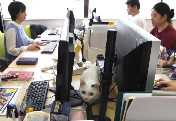 Кот в ИТ-офисе в Токио. - Sputnik Молдова