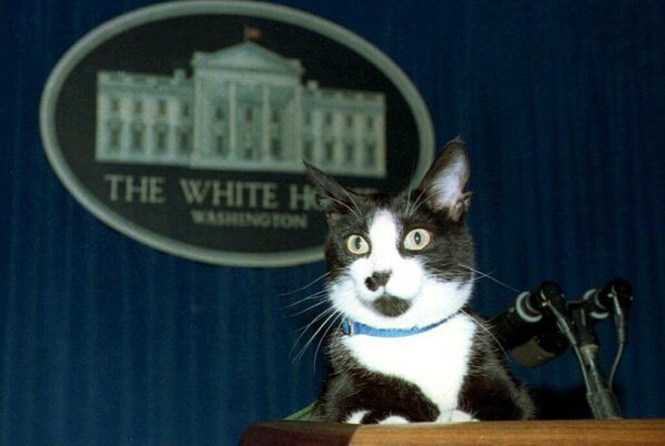 Кот на трибуне в зале для прессы Белого дома, США. - Sputnik Молдова
