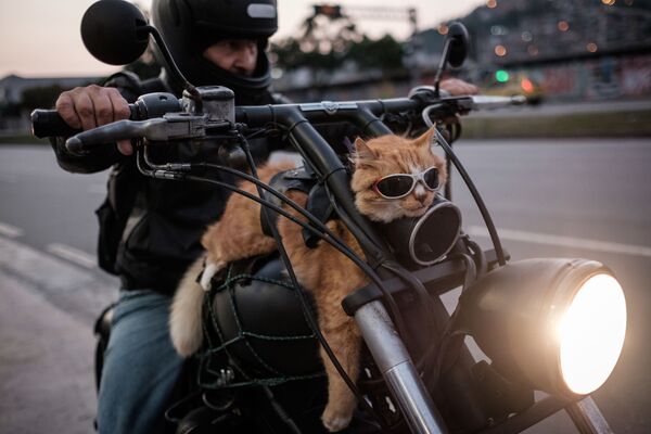 Байкер и его рыжий кот на мотоцикле в Рио-де-Жанейро, Бразилия. - Sputnik Молдова