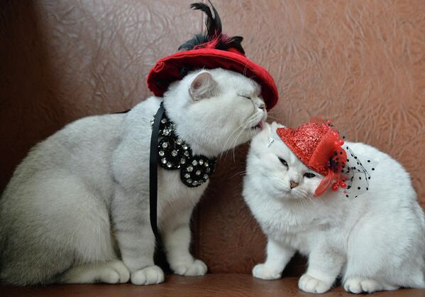 Две шотландские короткошерстные кошки в красных шапочках на выставке кошек в Бишкеке. - Sputnik Молдова