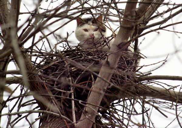 Кошка выглядывает из высокого орлиного гнезда на высоте около 12 метров от земли в Москве, Россия. - Sputnik Молдова