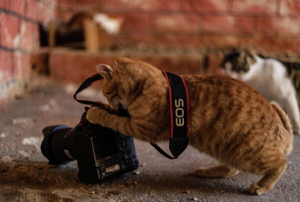 Кошка играет с фотоаппаратом в приюте для животных, построенном Сирийской организацией спасения животных в Азмарине. - Sputnik Молдова