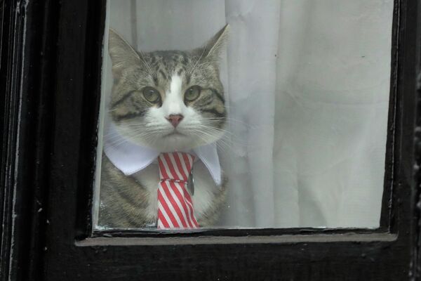 Кот в галстуке выглядывает из окна посольства Эквадора в Лондоне. - Sputnik Молдова