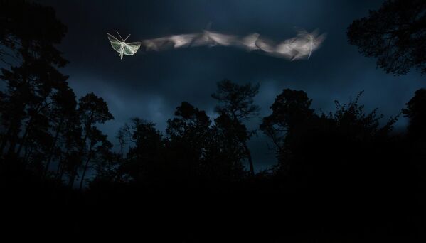 Снимок The Journey of a Moth венгерского фотографа Tibor Litauszki, победивший в категории Small World конкурса Nature TTL Photographer of the Year 2022. - Sputnik Молдова
