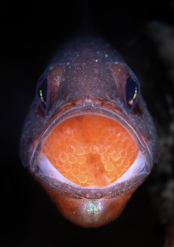 Снимок Caviar австралийского фотографа Talia Greis, занявший второе место в категории Underwater конкурса Nature TTL Photographer of the Year 2022.  - Sputnik Молдова