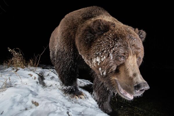 Снимок Ice Bear французского фотографа Geoffrey Reynaud, победивший в категории Camera Traps конкурса Nature TTL Photographer of the Year 2022. - Sputnik Молдова