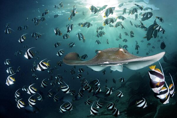 Снимок Sunset Ray швейцарского фотографа Andy Schmid, занявший первое место в категории Underwater конкурса Nature TTL Photographer of the Year 2022.  - Sputnik Молдова