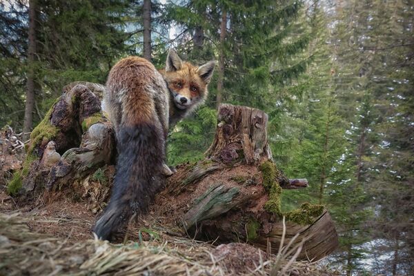 Снимок A Moment of Wilderness швейцарского фотографа Matt Engelmann, занявший второе место в категории Wild Portraits конкурса Nature TTL Photographer of the Year 2022. - Sputnik Молдова