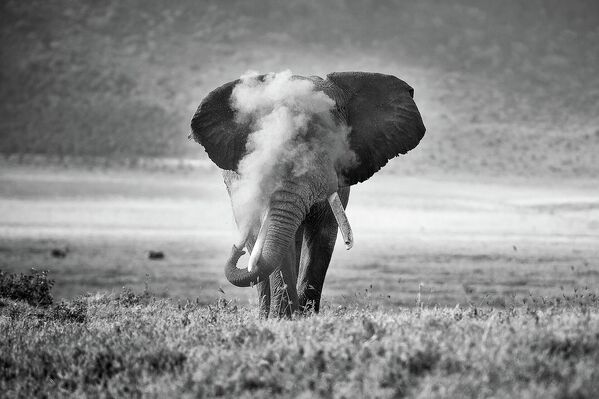 Снимок African Elephant Puffing Dust австралийского фотографа Michael Snedic, занявший второе место в категории Animal Behaviour конкурса Nature TTL Photographer of the Year 2022. - Sputnik Молдова