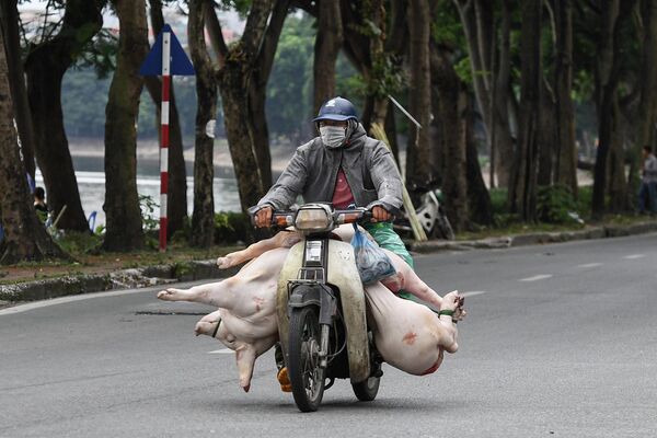 Мужчина везет на мотоцикле свинью по улице Ханоя - Sputnik Молдова