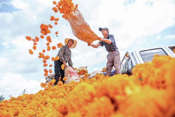 Китайские фермеры, собирающие цветы календулы на поле в Бицзе, в юго-западной китайской провинции Гуйчжоу - Sputnik Молдова