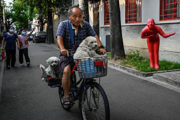 Мужчина едет на велосипеде с двумя собаками мимо красной скульптуры в переулке в Пекине, Китай - Sputnik Молдова