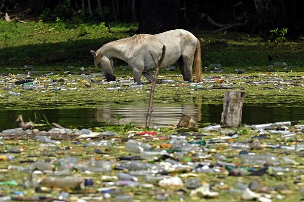 Лошадь пьет воду посреди пластикового мусора на водохранилище Серрон-Гранде в Потонико, Сальвадор. - Sputnik Молдова